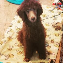 Poodle Puppies from En Vie