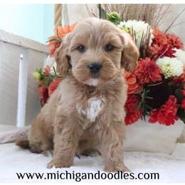 Jasper - Apricot male Goldendoodle puppy in Swartz Creek, Michigan from Michigan Doodles