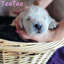 Girl 2 - Light golden female Golden Retriever puppy in Osceola, Iowa from Healing Hearts Therapy Goldens
