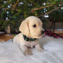 Green Boy - Parmesan - Cream male Dachshund puppy in Madison, Wisconsin from CC's Dachshunds