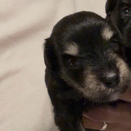 Boy 2 - Black and silver male Miniature Schnauzer puppy in Seagoville, Texas from JC miniature schnauzers