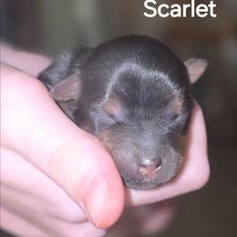 Scarlet - Black and tan female Yorkshire Terrier puppy in San Angelo, Texas from Eleventyseven Yorkies