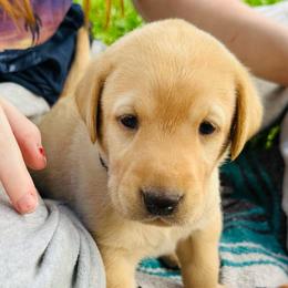 Lilac - Yellow female Labrador Retriever puppy in Rock Hill, South Carolina from North Star Retrievers