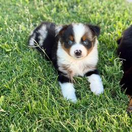 Prime - Blue merle male Miniature Australian Shepherd puppy in Lincoln, California from Country Dreams Mini Aussies