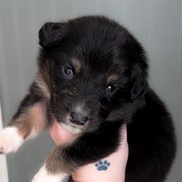 Huntsman - Black tri-color male Australian Shepherd puppy in Georgetown, Texas from River Reign Australian Shepherds