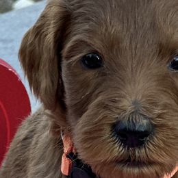 Cardi - Red  Goldendoodle puppy in Rancho Murieta, California from Caryn’s classy doodles