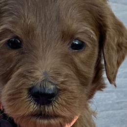 Cardi - Red  Goldendoodle puppy in Rancho Murieta, California from Caryn’s classy doodles