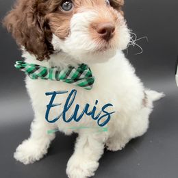 Elvis - Parti male Poodle puppy in Ballwin, Missouri from Show Me Doodles