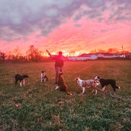 Border Collie Puppies from Cullins Collies