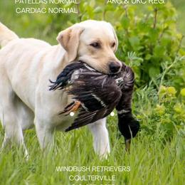 Bo - Labrador Retriever