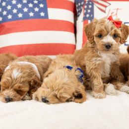 Cockapoo puppies from My Doodle Puppy