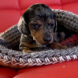 Dachshund Puppies from Darling Dapple (mini) Dachshund