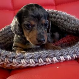Dachshund Puppies from Darling Dapple (mini) Dachshund