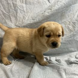 Tan - Yellow female Labrador Retriever puppy in Iowa City, Iowa from Country Road Acres