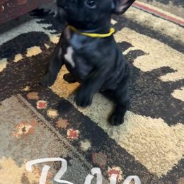 French Bulldog Puppies from Drake Home Frenchies