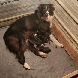 Australian Shepherd Puppies from Brouillard Farm