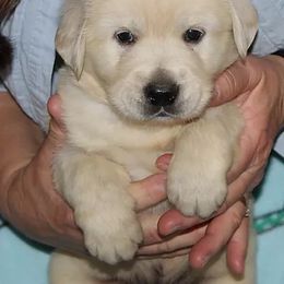 Golden Retriever Puppies from Tradition Kennel Retrievers and Spaniels