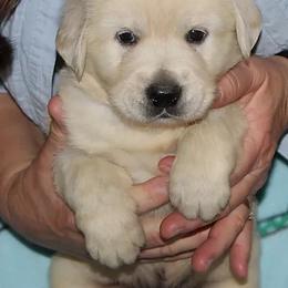 Golden Retriever Puppies from Tradition Kennel Retrievers and Spaniels