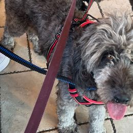 Aussiedoodles, Bernedoodles, and Goldendoodles from Lyon and Luna Goldendoodles Bernedoodles