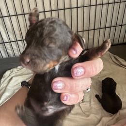 Maxwells - Phantom male Goldendoodle puppy in Waynesboro, Virginia from Forest Creek Kennel