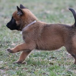 Belgian Malinois Puppies from Grit & Grace Malinois