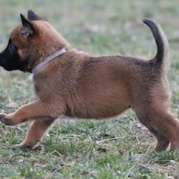 Belgian Malinois Puppies from Grit & Grace Malinois
