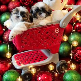 Shichon and Shih Tzu Puppies from Angie’s Teddy Bear Puppies Minnesota