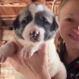 Female 3 - Biscuit and white female Anatolian Shepherd Dog puppy in Daggett, Michigan from T&S Anatolians