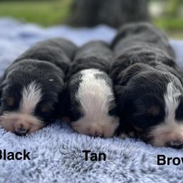 Tan Collar - Black rust and white male Bernese Mountain Dog puppy in Flat Rock, Illinois from Corner Stone Bernese Mountain Dogs