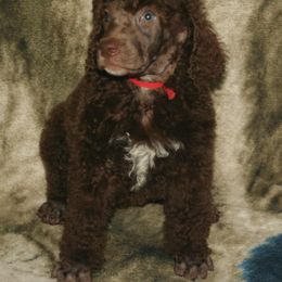 Pennywise (red collar) - Brown male Poodle puppy in Eastpointe, Michigan from Taste Of Flavor LLC