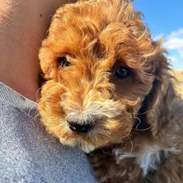 Eeyor - Buff and white male Cockapoo puppy in Adrian, Oregon from ApplebyFarm
