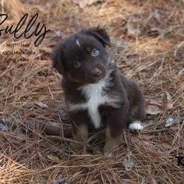 Sully RTM5 - Red tri male Miniature Australian Shepherd puppy in Nacogdoches, Texas from TK Standard, Mini, & Toy Aussies
