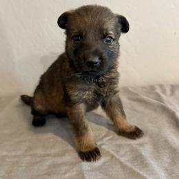 Red - Sable male German Shepherd puppy in Buckeue, Arizona from Légende Vivante Du Chief Kennel