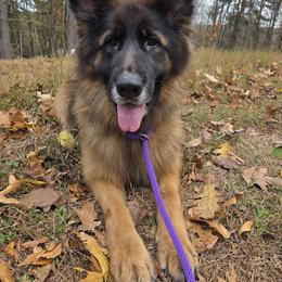 Indi - German Shepherd