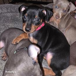 BLBKF1 9-26 Hot Pink - Black and rust female Miniature Pinscher puppy in Middle Point, Ohio from Knisely's Min Pins-AKC