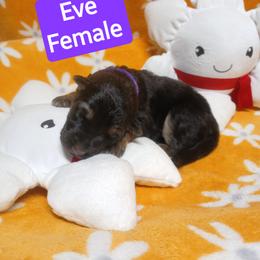 Eve Purple Collar - Black and red female German Shepherd puppy in Bedias, Texas from TiPi S Ranch's German Shepherds