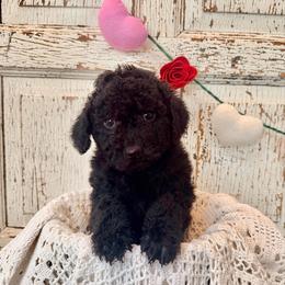 Mary (Onyx) - Parti female Labradoodle puppy in Bruceton Mills, West Virginia from Adonai Ra'ah Farms
