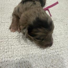 Pink girl - Blue merle female Aussiedoodle puppy in Nacogdoches, Texas from Glo’s Aussiedoodles