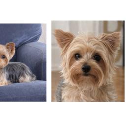 Yorkshire Terrier puppies from Ledet’s Yorkies