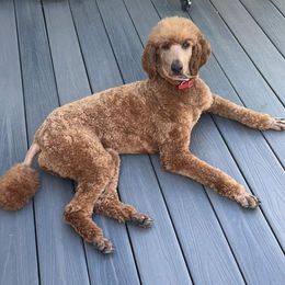 Ruby - Poodle