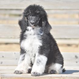 Sonia - Parti female Poodle puppy in Delta, Colorado from PTK Ranch