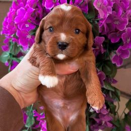 Nick - Red male Cavapoo puppy in Salt Lake City, Utah from SunnySide Mini Doodles