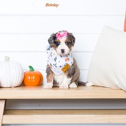 Bernedoodle Puppies from Pawsh Bernedoodles