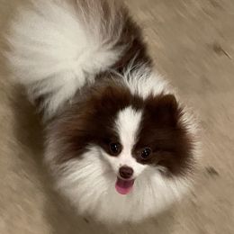 Nala - Pomeranian
