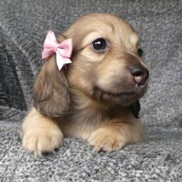 Trixie - Cream female Dachshund puppy in Plant City, Florida from Oakley's Dachshund Ranch