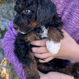 Murphy - Phantom male Poodle puppy in Caldwell, Idaho from Treasure Valley Poodles