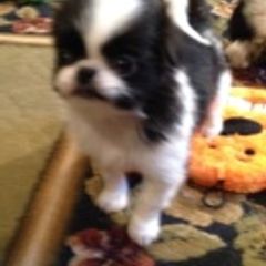 Japanese Chin Puppies from Dizzy Japanese Chin