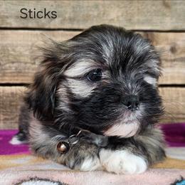 Sticks - Brindle female Lhasa Apso puppy in Jefferson, New York from Absolute Lhasa Love