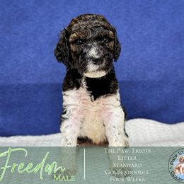 Freedom - Phantom male Goldendoodle puppy in Paxville, South Carolina from Pack Street Pups