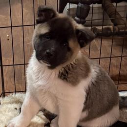 Nova - Red female Akita puppy in Lebanon, Virginia from Majestic Valley Farms